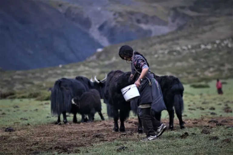 The Hidden Tears of Ladakh’s Yaks: How Warming Winters Threaten Lives