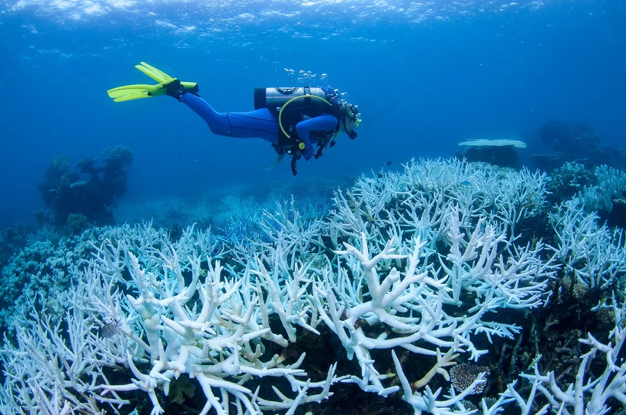 Great Barrier Reef suffering with coral bleaching